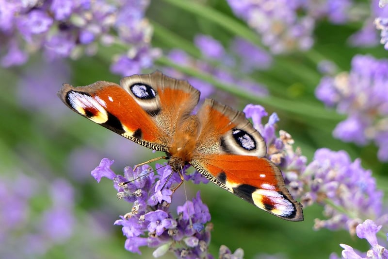 Butterfly Effect Dilemma